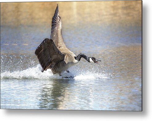 Nature Metal Print featuring the photograph An Angry Goose by Sanbao Zheng