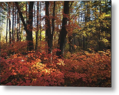 Autumn Metal Print featuring the photograph An Autumn Maple Forest by Saija Lehtonen