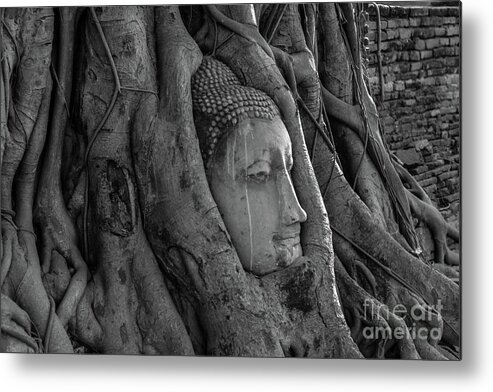 Tropical Tree Metal Print featuring the photograph Ancient Buddha Head In Tree Roots by Visoot Uthairam