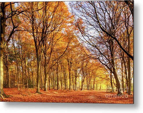 Woodland Metal Print featuring the photograph Ancient woodland in full autumn fall colors by Simon Bratt