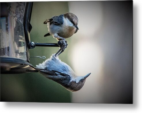 Brown Headed Nuthatch Metal Print featuring the photograph And Just Where Do You Think YOU'RE Going by Mary Ann Artz