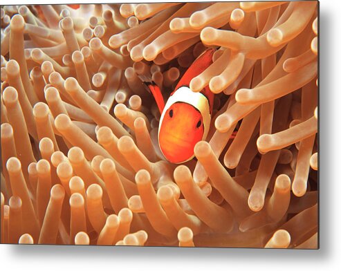 Banda Sea Metal Print featuring the photograph Anemonefish And Sea Anemone, Wetar by Gallo Images