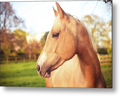 Horse Metal Print featuring the photograph Anglo Arab Palomino by Olivia Bell Photography
