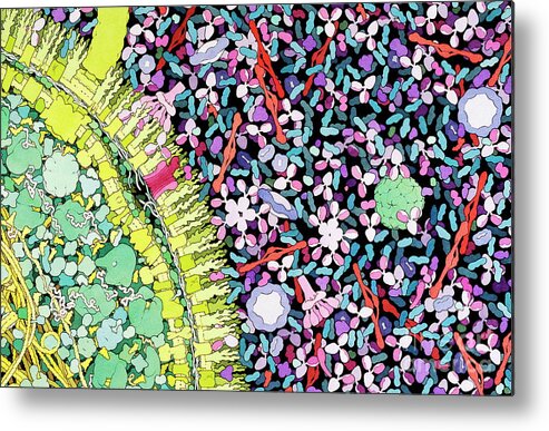 Bacterium Metal Print featuring the photograph Antibodies In Action by David Goodsell/science Photo Library