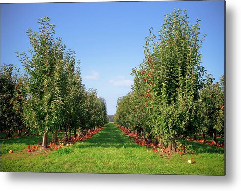 Scenics Metal Print featuring the photograph Apple Orchard by Design Pics / Blake Kent