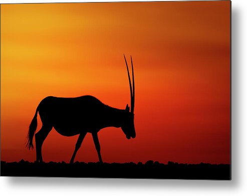 Graphic Metal Print featuring the photograph Arabian Oryx by Haitham Al Farsi