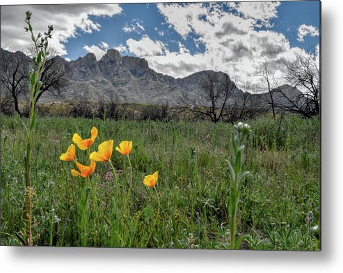 Poppies Metal Print featuring the photograph Arizona Poppies by Chance Kafka