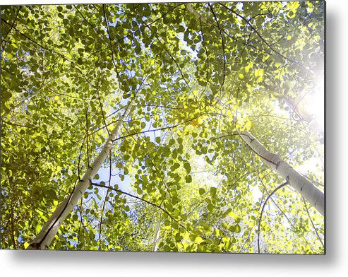 Branch Metal Print featuring the photograph Aspen Canopy with Sun Flare by Lincoln Rogers