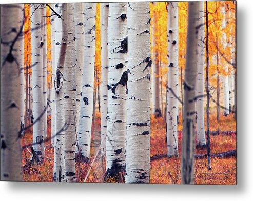Tranquility Metal Print featuring the photograph Aspen Stand by Hansrico Photography