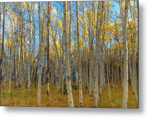  Metal Print featuring the photograph Aspens by Philip Rodgers