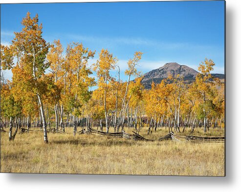 Aspen Metal Print featuring the photograph Aspens With Attitude by Denise Bush