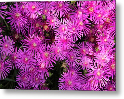 Atlanta Botanical Garden Metal Print featuring the photograph Atlanta Botanical Garden - Ice Plants by Richard Krebs