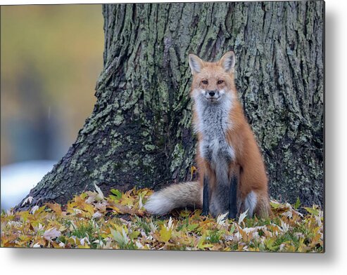 Red Fox Metal Print featuring the photograph Autumn Colors by Everet Regal
