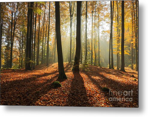 Beauty Metal Print featuring the photograph Autumn Forest In North Polandpomerania by Mateusz Liberra