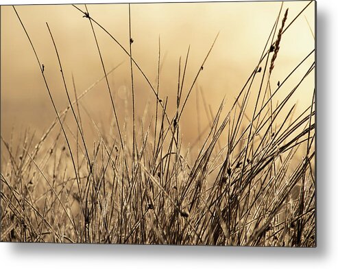 Autumn Metal Print featuring the photograph Autumn Grass in Colorado by Kevin Schwalbe