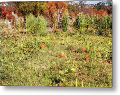 Pumpkin Patch Metal Print featuring the photograph Autumn in the Pumpkin Patch by Alison Frank