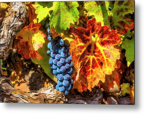 Grapes Metal Print featuring the photograph Autumn Leaves And Wine Grapes by Garry Gay