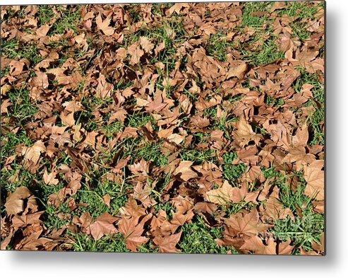 Autumn Metal Print featuring the photograph Autumn leaves on grass II by George Atsametakis