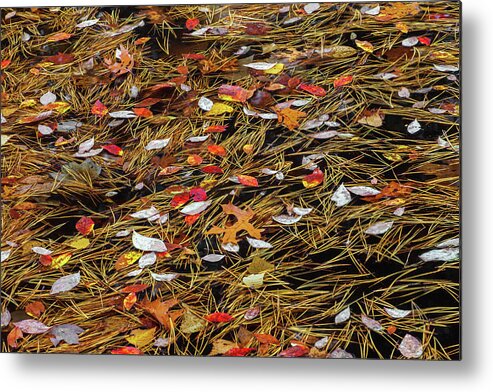 Allegheny Plateau Metal Print featuring the photograph Autumn Leaves & Pitch Pine Needles by Michael Gadomski