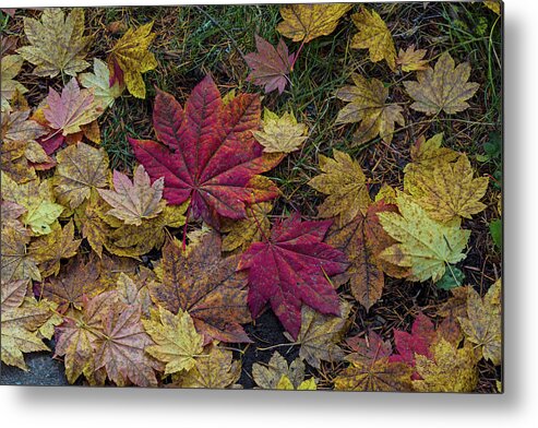 Fall Metal Print featuring the photograph Autumn under the maple tree by Ulrich Burkhalter