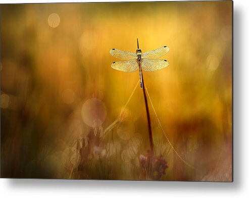 Dragonfly Metal Print featuring the photograph Autumnlight by Wil Mijer
