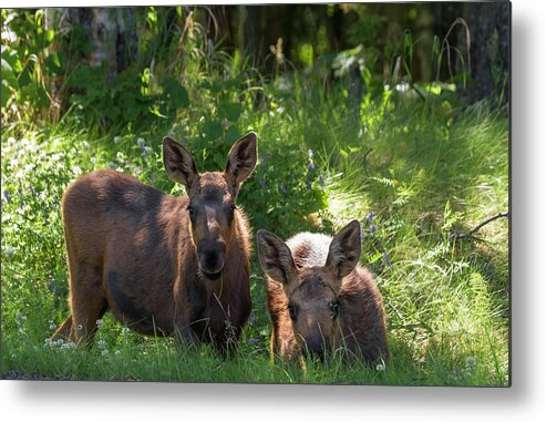 Alaska Metal Print featuring the photograph Baby Moose in Woods by Scott Slone