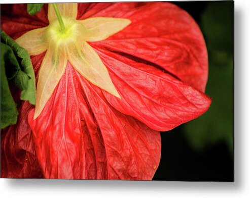 Flower Metal Print featuring the photograph Back of Red Flower by Don Johnson