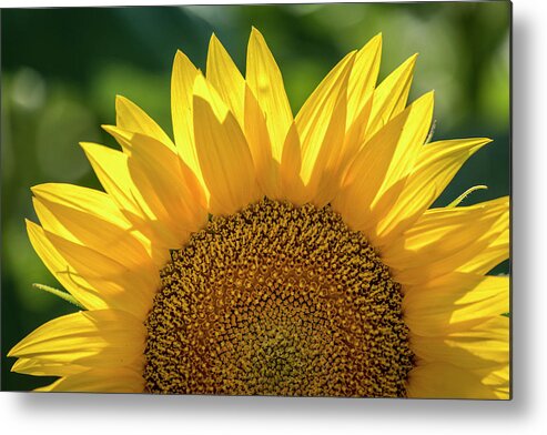 Colorado Metal Print featuring the photograph Backlit Sunflower Bloom by Teri Virbickis