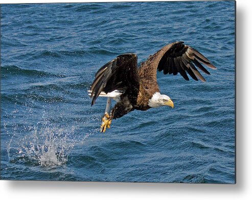 Animal Themes Metal Print featuring the photograph Bald Eagle Flying With Fish In Talons by Melinda Moore