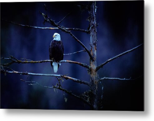Animal Themes Metal Print featuring the photograph Bald Eagle Haliaeetus Leucocephalus On by Art Wolfe