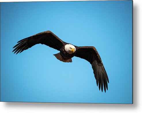 Nature Metal Print featuring the photograph Bald Eagle In Flight by Jeff Phillippi