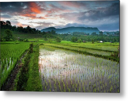 Scenics Metal Print featuring the photograph Bali Rice Field At Dawn by Edmund Lowe Photography