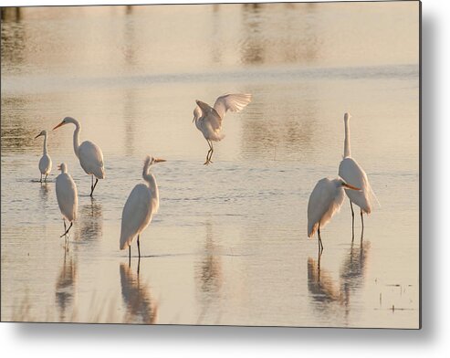 Birds Metal Print featuring the photograph Ballet of the Egrets by Donald Brown