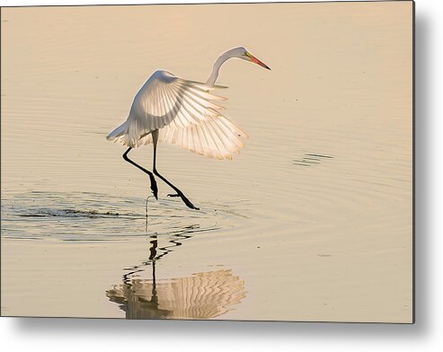 Egret Metal Print featuring the photograph Ballet On The Water by Rob Li