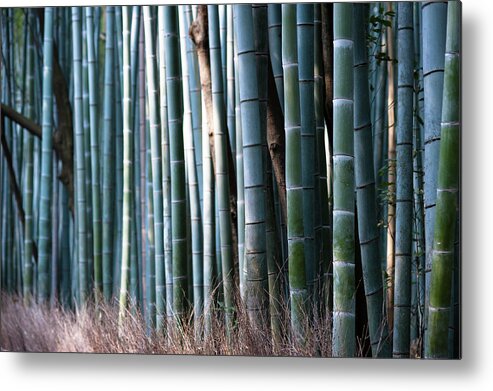 Tranquility Metal Print featuring the photograph Bamboo Grove by © Gaïl Lefebvre Www.bookphotogail.com