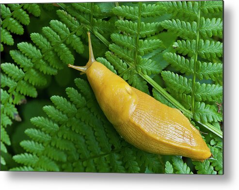 Mollusk Metal Print featuring the photograph Banana Slug On A Fern--redwood National by Ed Reschke