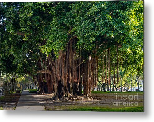 Banyan Metal Print featuring the photograph Banyan Trees in St. Petersburg, Florida by L Bosco