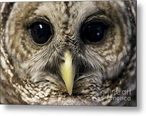 Barred Owl Metal Print featuring the photograph Barred Owl by Meg Rousher