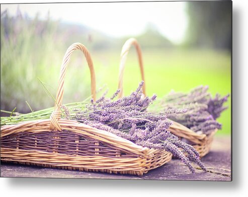 Dorset Metal Print featuring the photograph Baskets Of Lavender by Sasha Bell