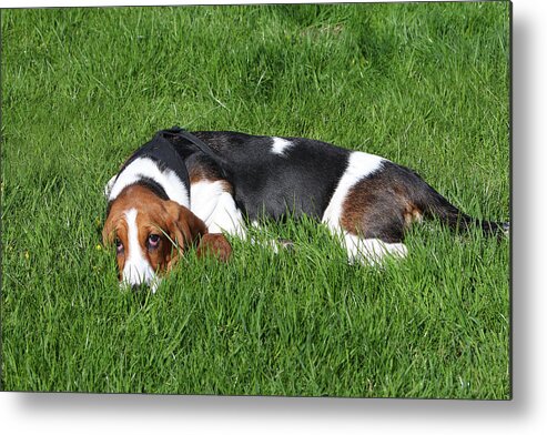 Animals Metal Print featuring the photograph Basset Hound 25 by Bob Langrish