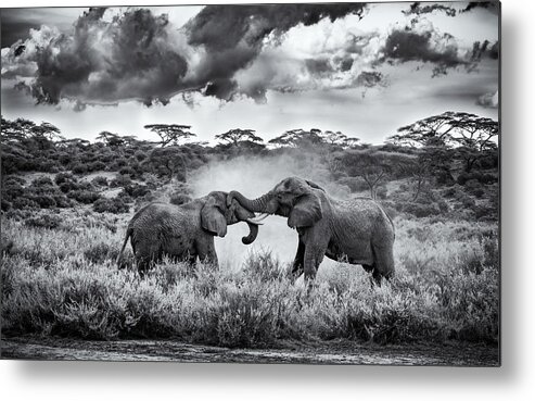 Elephants Metal Print featuring the photograph Battle Of The Giants by Awadhnavab