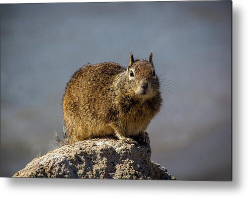 Beach Squirrel Metal Print featuring the photograph Beach Squirrel by Donald Pash