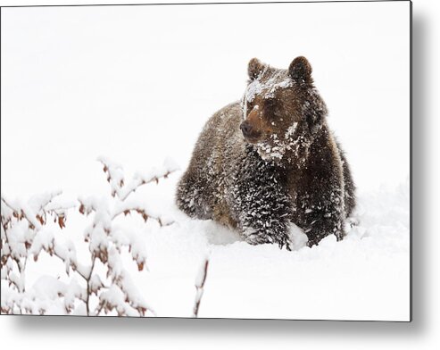 Wildlife Metal Print featuring the photograph Bear In The Snow by Marco Pozzi