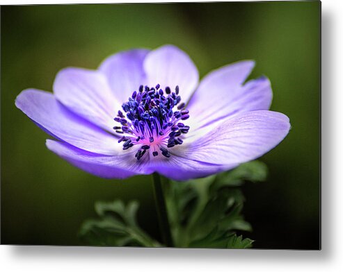 Flower Metal Print featuring the photograph Beautiful Anemone by Don Johnson