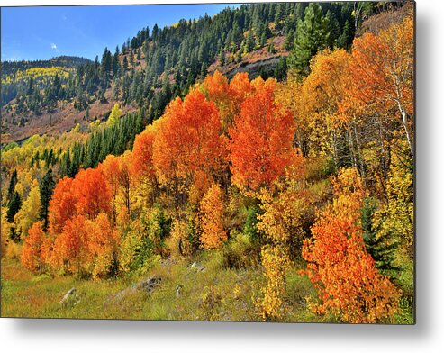Colorado Metal Print featuring the photograph Beautiful Aspens en route to McClure Pass by Ray Mathis