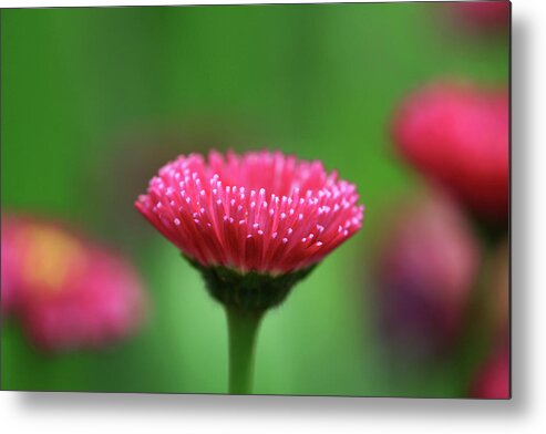 Petal Metal Print featuring the photograph Beautiful Pink Flower by Ak phuong