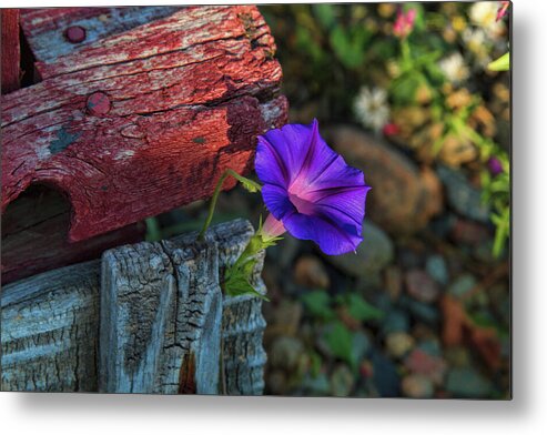 Morning Glory Metal Print featuring the photograph Beautify by Alana Thrower