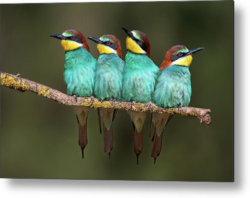 Bird Metal Print featuring the photograph Bee-eater Resting by Xavier Ortega
