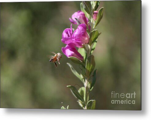 Bee Metal Print featuring the photograph Bee Flying Towards Ultra Violet Texas Ranger Flower by Colleen Cornelius