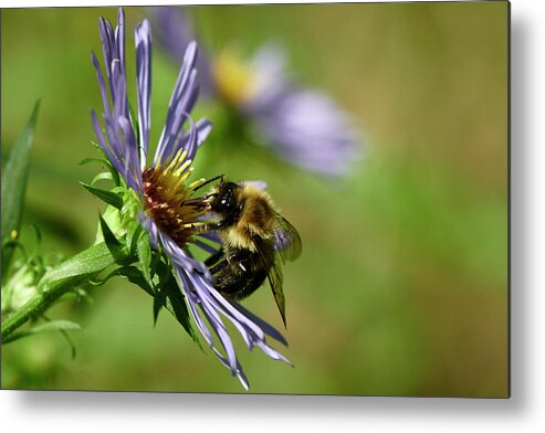 Bee Metal Print featuring the photograph Bee in Aster by Paul Freidlund